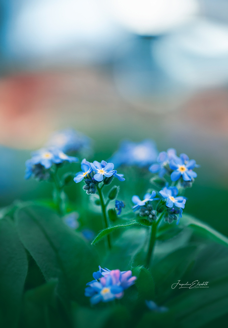 A small reminder of beautiful yesterdays.