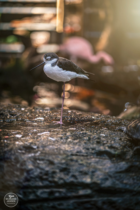 American black-winged stilt