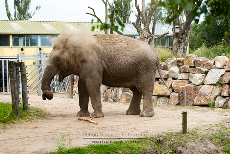 Aziatische Olifant