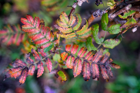 herfst bladeren