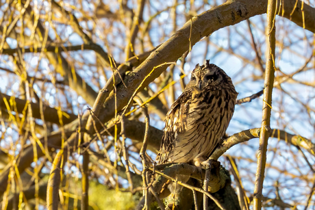 Avondwachter in goudlicht