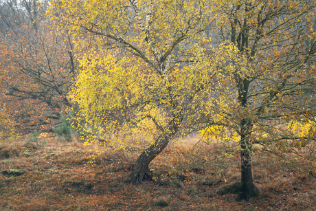 Herfst Aekringerzand