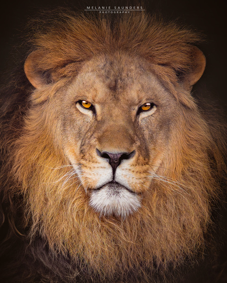 Leeuw portret 