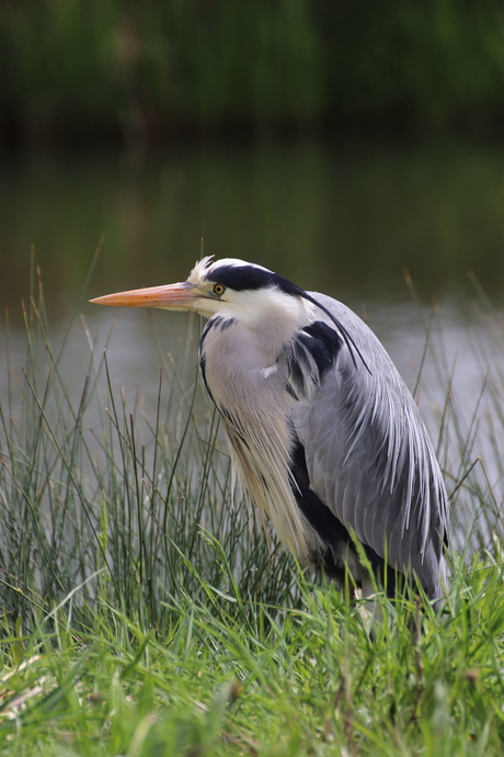 Blauwe reiger