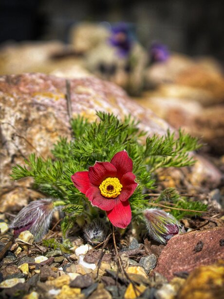 Pulsatilla 