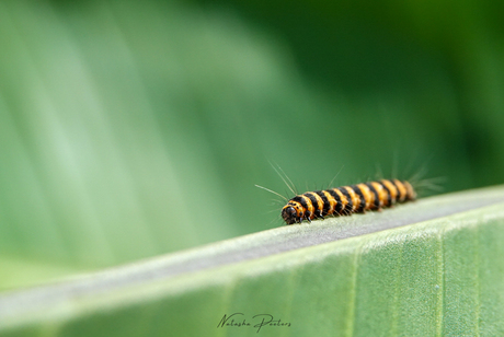 || Rups ||