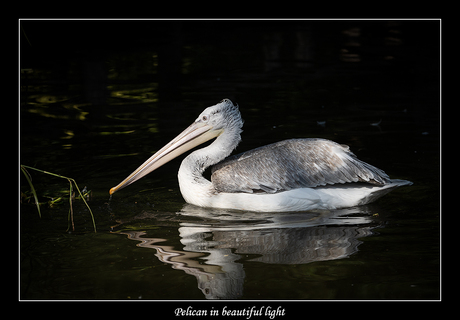 Pelican in beautiful light