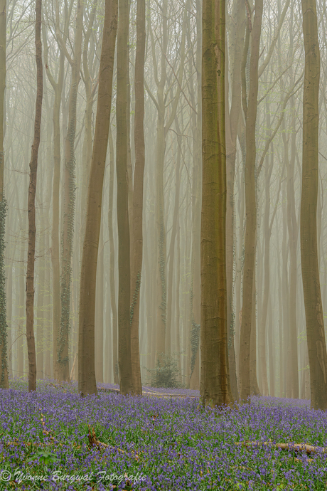 De mist hing nog tussen de bomen