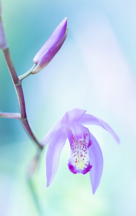 Japanse orchidee