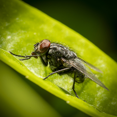 vlieg Macro