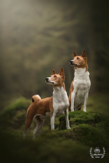 basensji 
