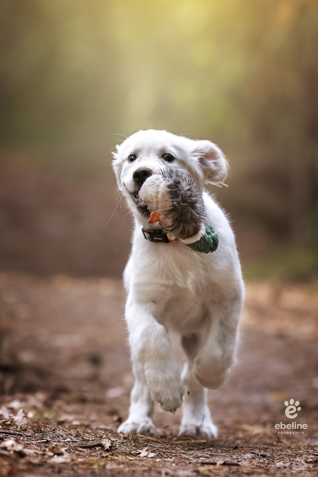Mijn eigen lieve. pup met haar favoriete duck