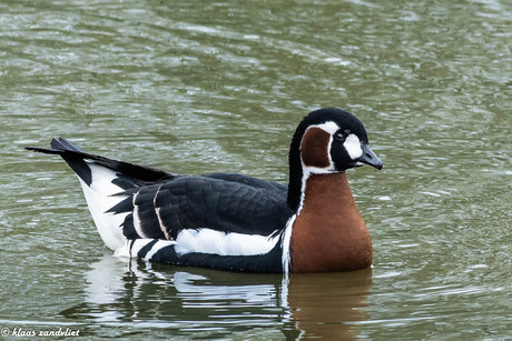 roodhalsgans - 1012