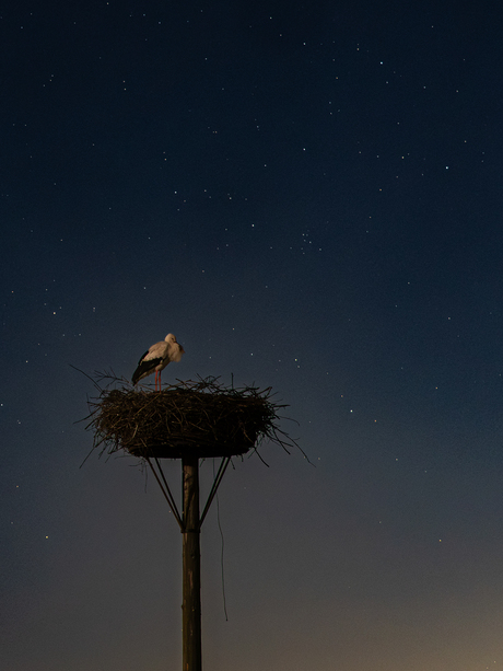 Ooievaar onder de sterrenhemel