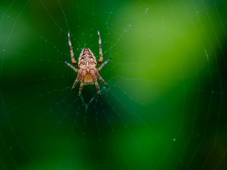 Spin in haar web