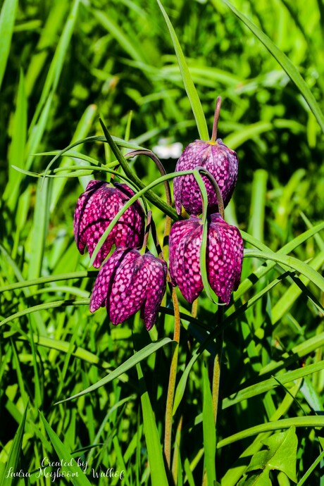 Wilde Kievitsbloem (Deel 3/3)