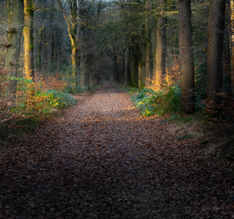 Heerlijk in het Bos