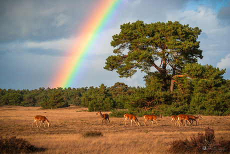 Park Hoge Veluwe