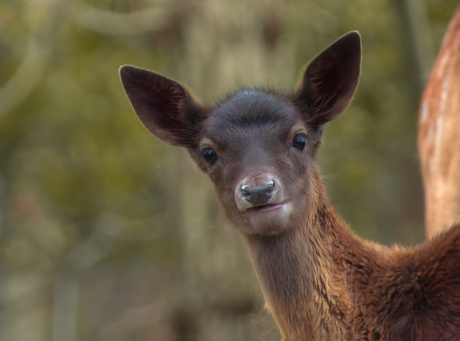 Een blik in de ogen van de Natuur