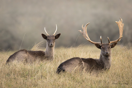 Meneer en mevrouw damhert