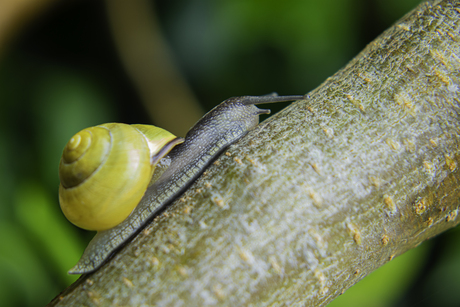 Macro Slak op perenboom