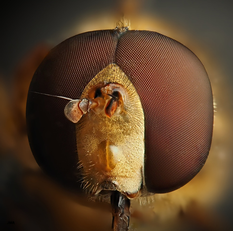 Aangezicht van een mannelijke zweefvlieg 
