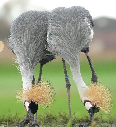 Grijze kroonkraanvogel