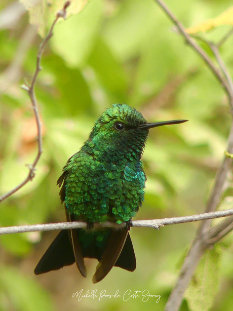 Blauwstaartsmaragdkolibrie in rust.