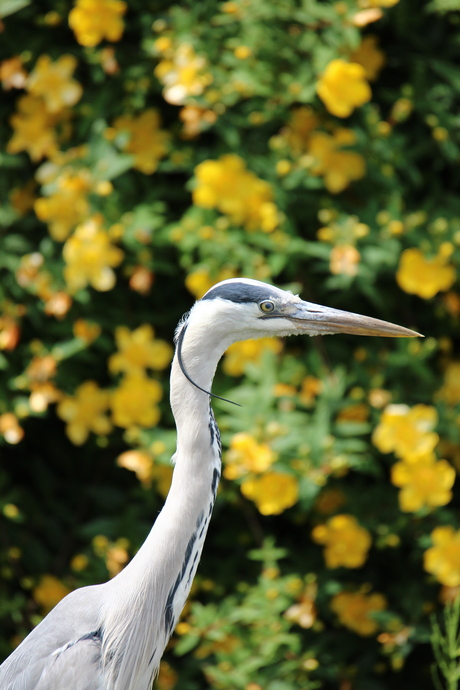 Reiger