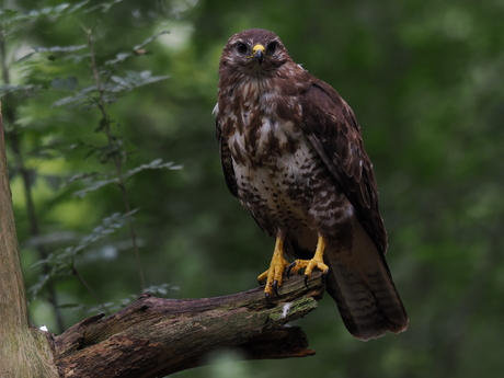 Buizerd