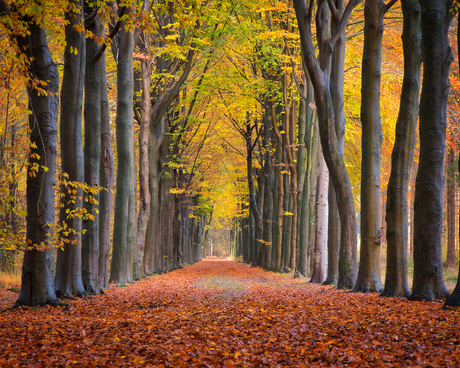 Herfstkleuren