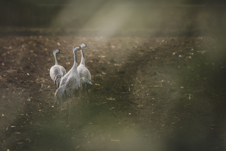 Kraanvogels