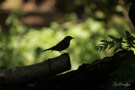 Heggemus in Silhouette 