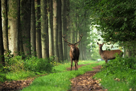 Edelherten op uitkijk  