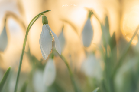 Sneeuwklokje in tegenlicht