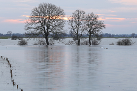 Hoogwater