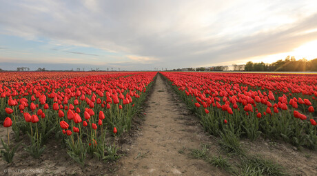 Tulpenvelden in bloei