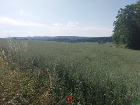 Leutstettener Moos. 