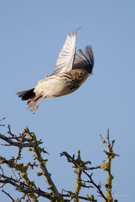 Graspieper neemt de benen