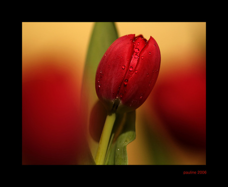 Tulpen...