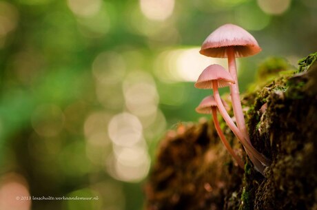 Grote bloedsteelmycena