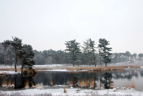 Eerste sneeuw op de Vennen in Overasselt