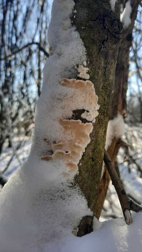 Blue sky White snow