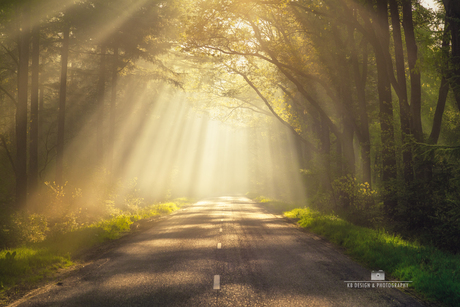 Zonneharpen in het bos bij Spier op een magische ochtend