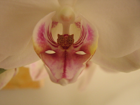 Orchidee