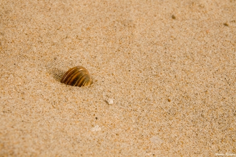 Zand, zand, zeeschelp