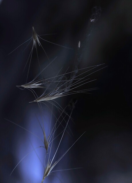 natuurlijk abstract