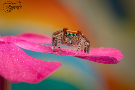 Zeldzame Saitis barbipes springspin