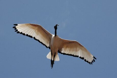 vrij vlucht in vogelpark