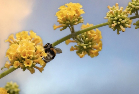 Hommel op de vlinderstruik